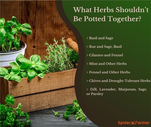 What Herbs Should Not Be Potted Together?