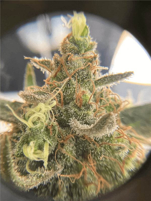Amber Trichomes