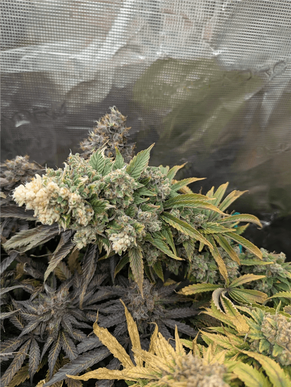 Clear Trichomes
