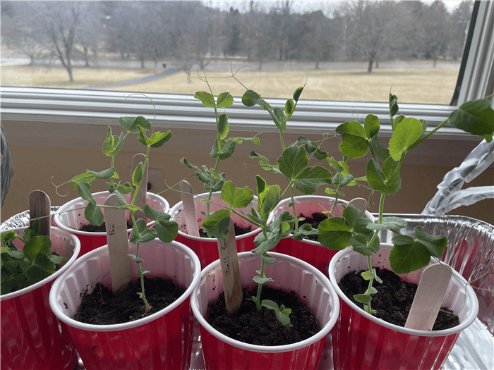 Do Peas Need a Trellis?