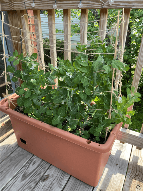 FAQs About Growing Peas from Seeds