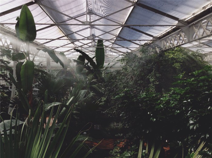 Fogging Systems for Greenhouse