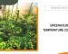 Greenhouse Temperature Control for All Year Round