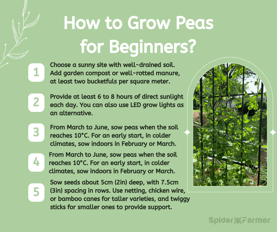 How Do You Grow Garden Peas?