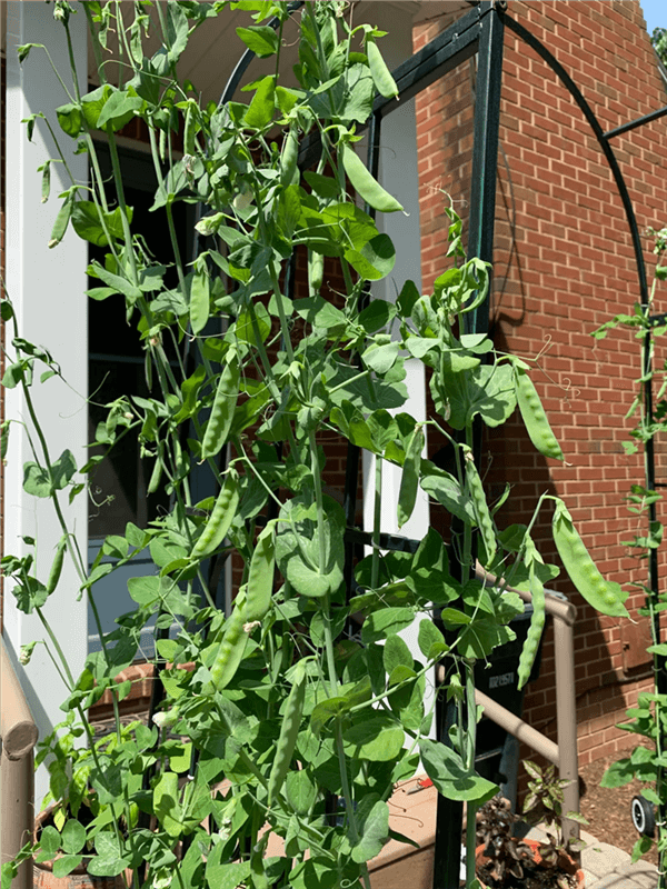 How Long Does it Take for Peas to Grow?