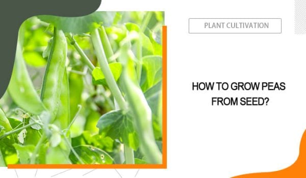 How to Grow Peas from Seed?