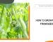 How to Grow Peas from Seed?