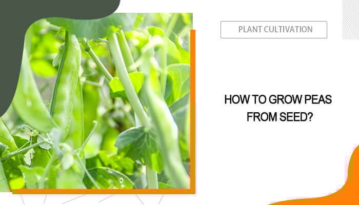 How to Grow Peas from Seed?