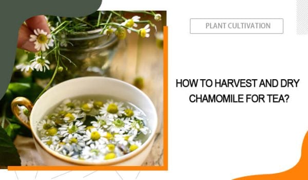 Harvest and Dry Chamomile for Tea
