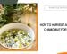 Harvest and Dry Chamomile for Tea