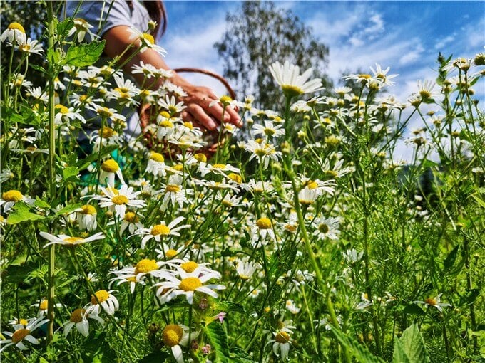 How to Harvest Chamomile for Tea?