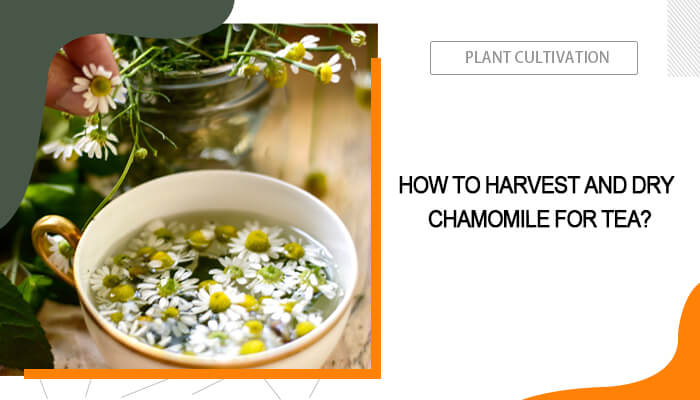 Harvest and Dry Chamomile for Tea