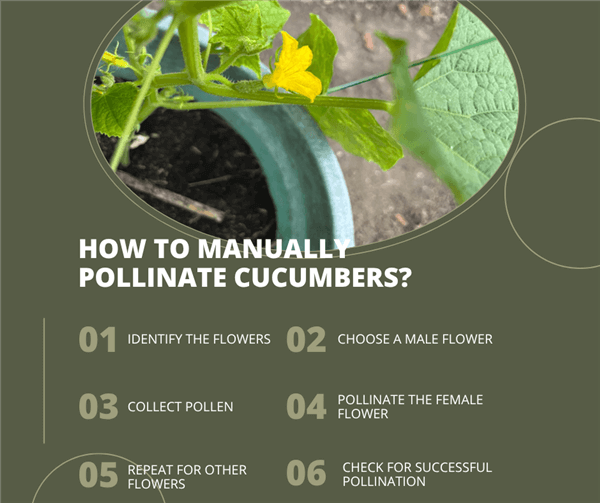 How to Manually Pollinate Cucumbers?