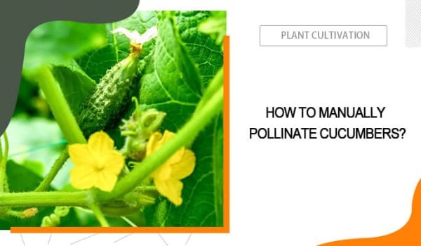 How to Hand-Pollinate Cucumbers?