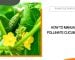 How to Hand-Pollinate Cucumbers?