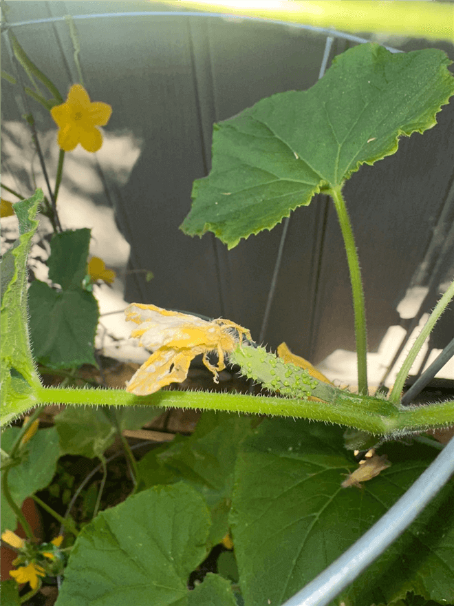 How to Tell If a Cucumber is Pollinated?