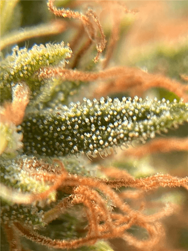 Milky or Cloudy Trichomes