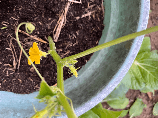 How to Pollinate Cucumbers without Male Flowers?