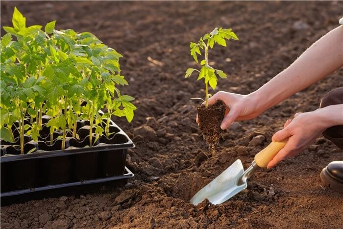 Start a Garden from Scratch