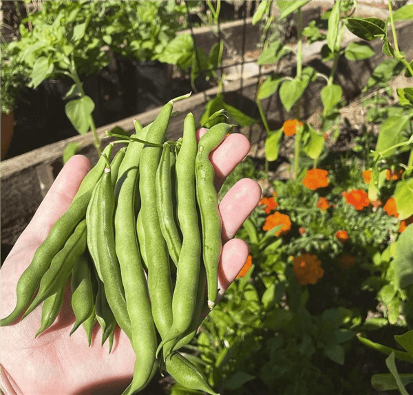 The Easiest Veggie to Grow for Beginners - Beans