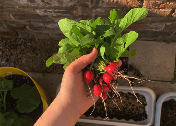 The Quickest Vegetable to Grow for Beginners - Radishes