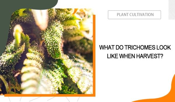 Trichome When to Harvest