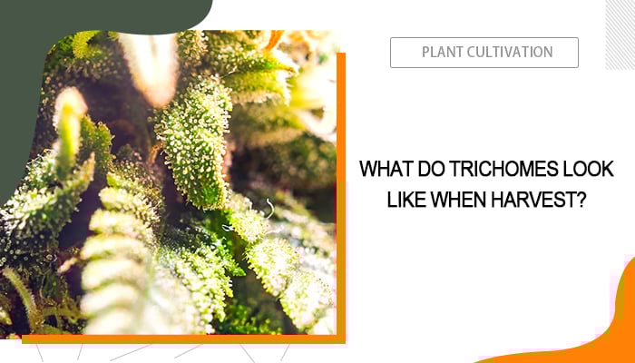 Trichome When to Harvest