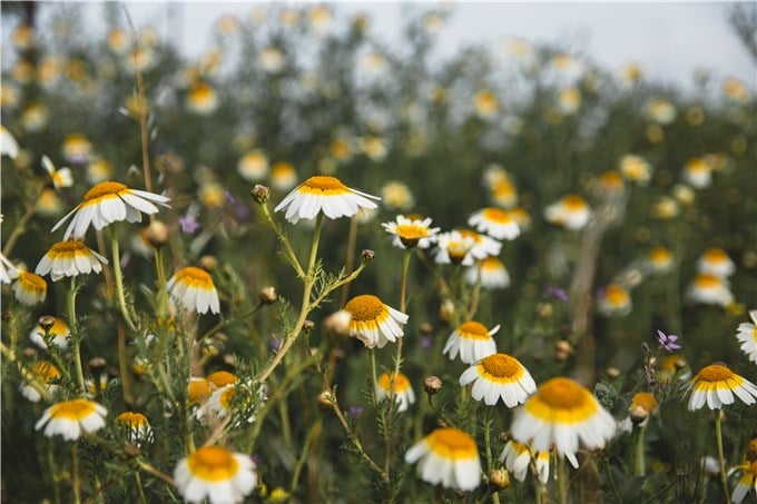 When to Harvest Chamomile?