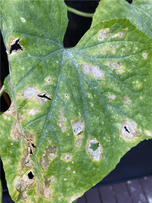 Anthracnose Cucumber Diseases