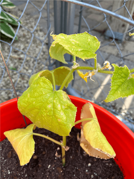 Cucumber Brown Spots on Leaves