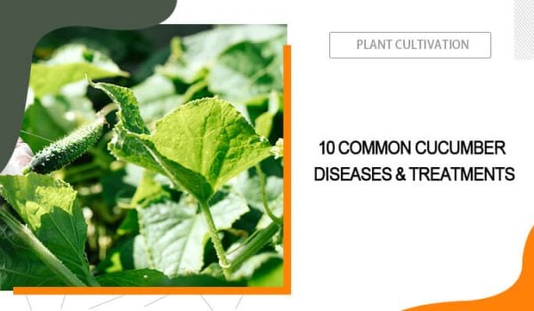 10 Common Cucumber Diseases