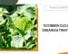 10 Common Cucumber Diseases