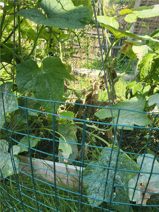 Cucumber Fungus