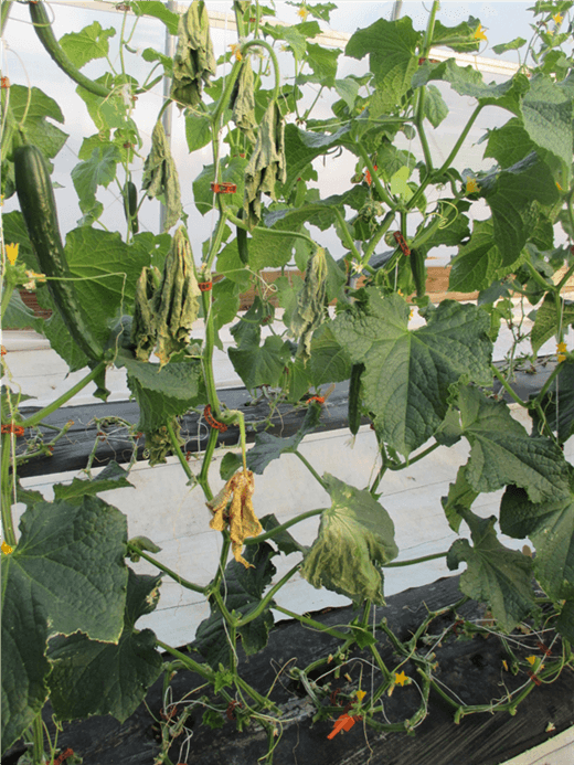 Cucumber Plant Bacterial Wilt