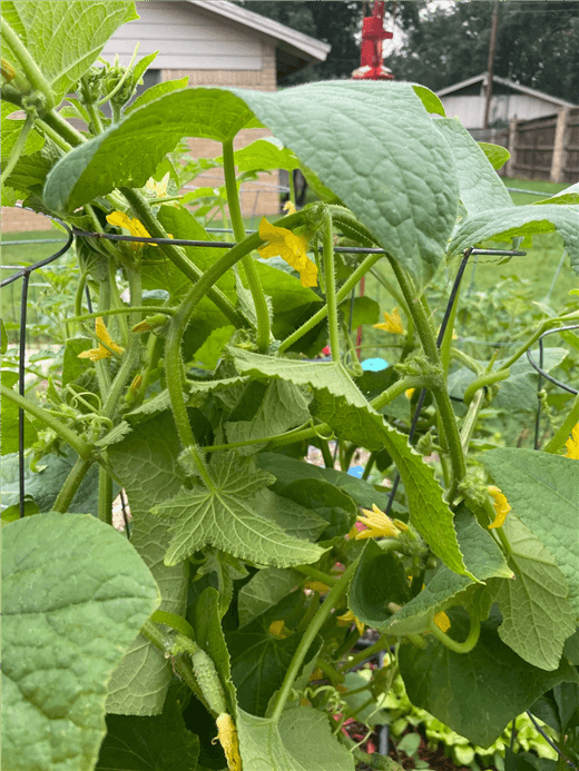 Cucumber Plants Not Fruiting