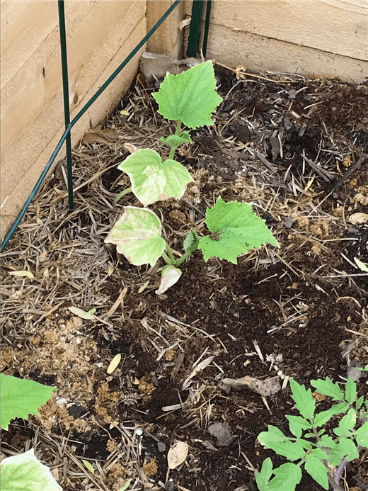 Cucumber Plants Not Growing
