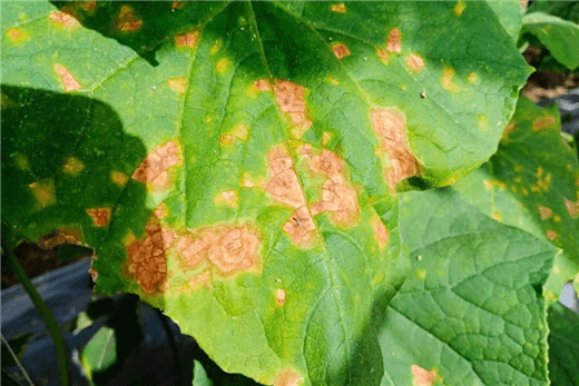 Gummy Stem Blight