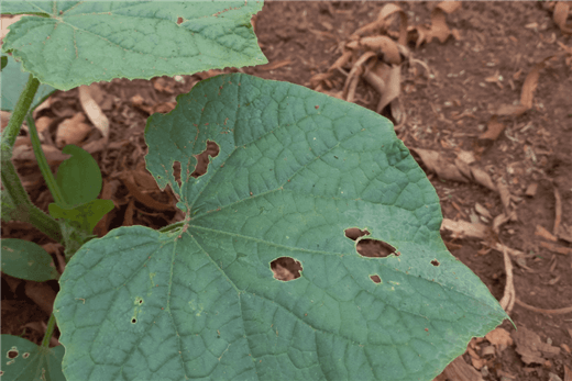 Holes in Cucumber Leaves