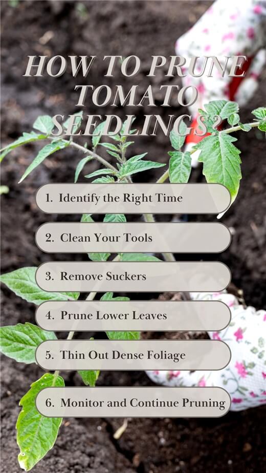 How to Prune Tomato Seedlings?