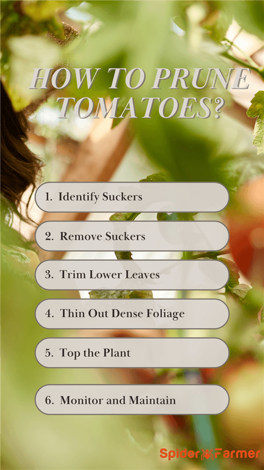 How to Prune Tomato Plants?