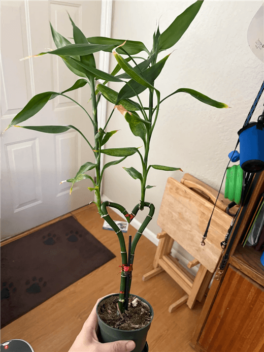 Lucky Bamboo Benefits