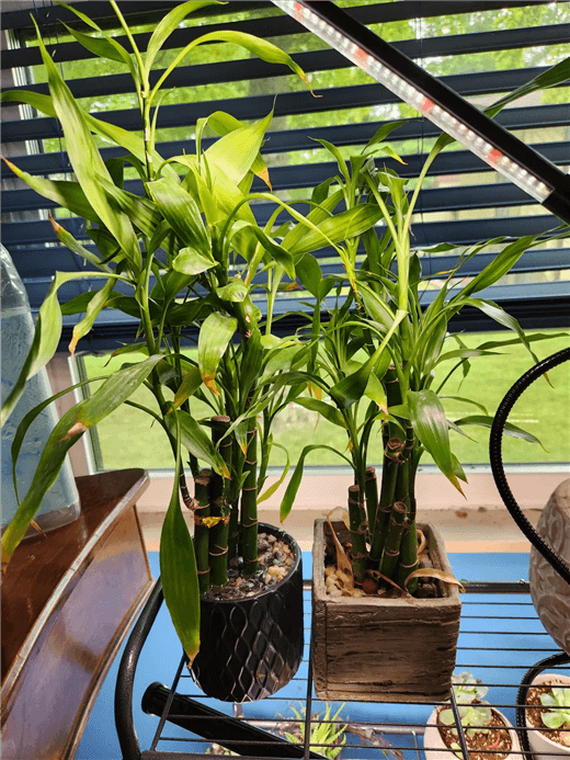 Lucky Bamboo Care in Soil