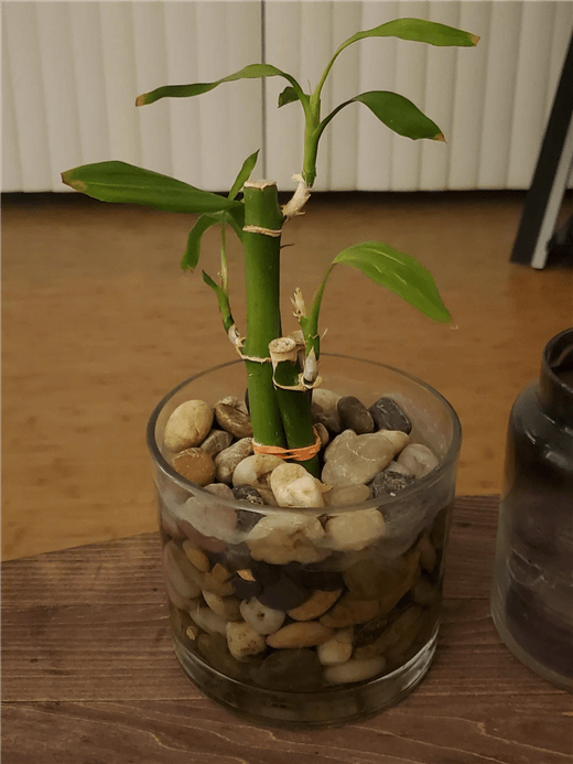 Lucky Bamboo Care in Water
