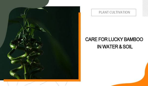 Lucky Bamboo Grow and Care