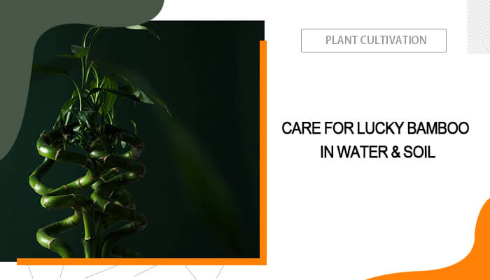 Lucky Bamboo Grow and Care