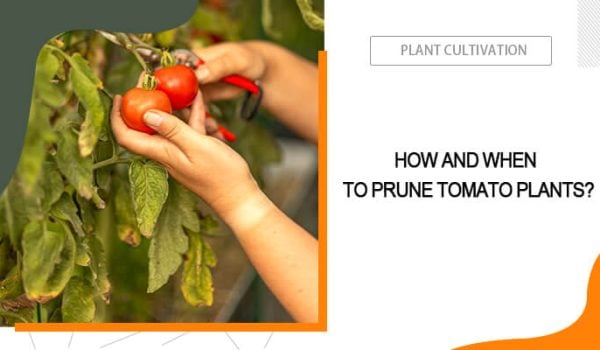 Pruning Tomato Plants