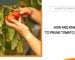 Pruning Tomato Plants