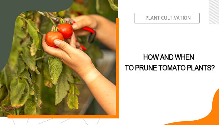 Pruning Tomato Plants