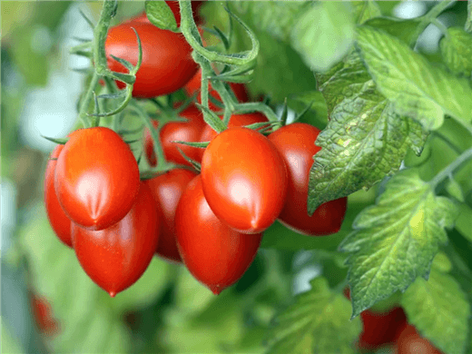 Roma Tomatoes