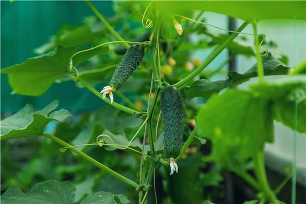 What Does a Cucumber Plant Look Like?